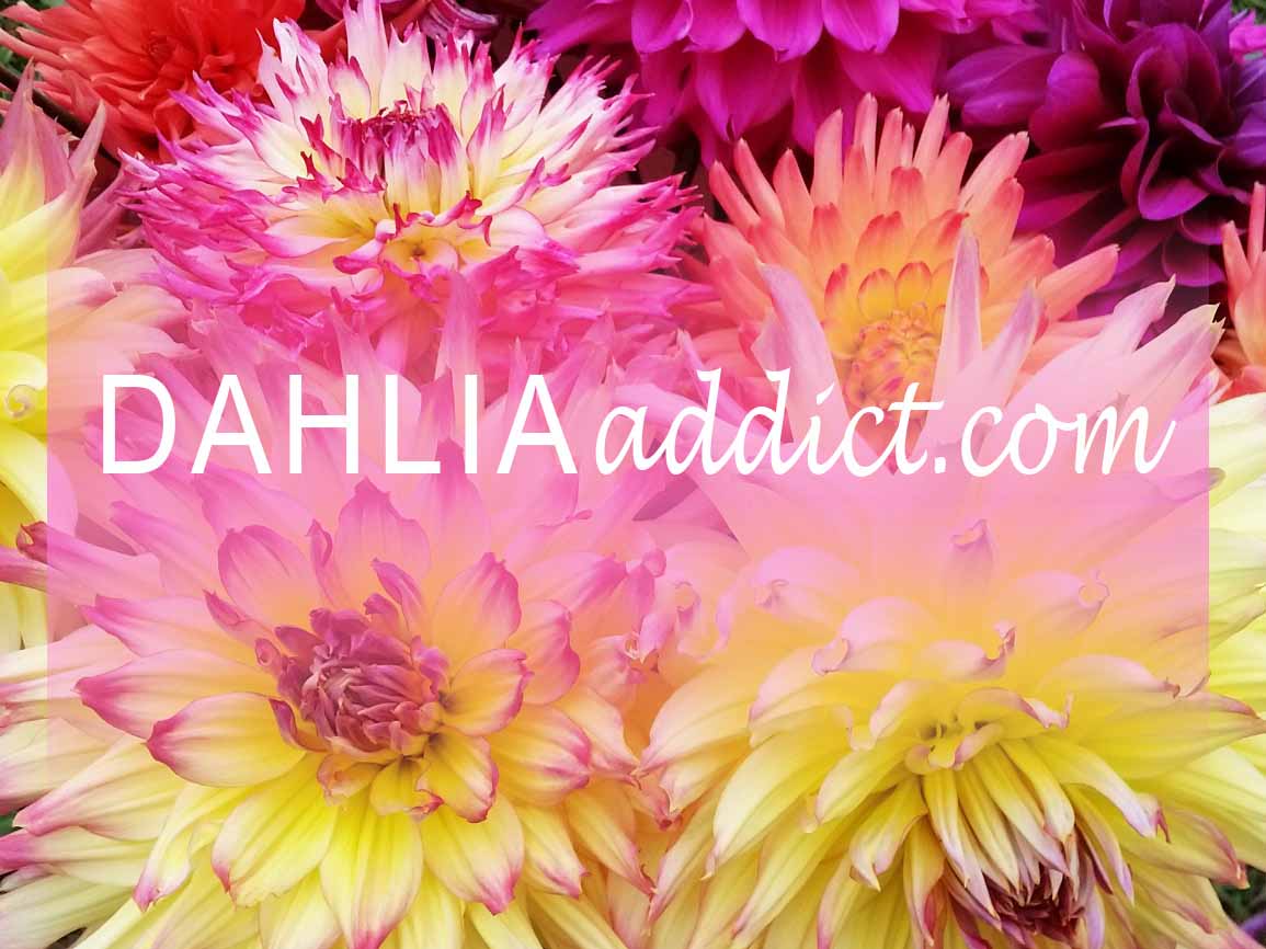 DAHLIAaddict.com - What is DAHLIAaddict? DAHLIAaddict is a database of dahlia varieties available for mail-order sale to the US and Canada. Why? To help dahlia lovers find the varieties they crave.